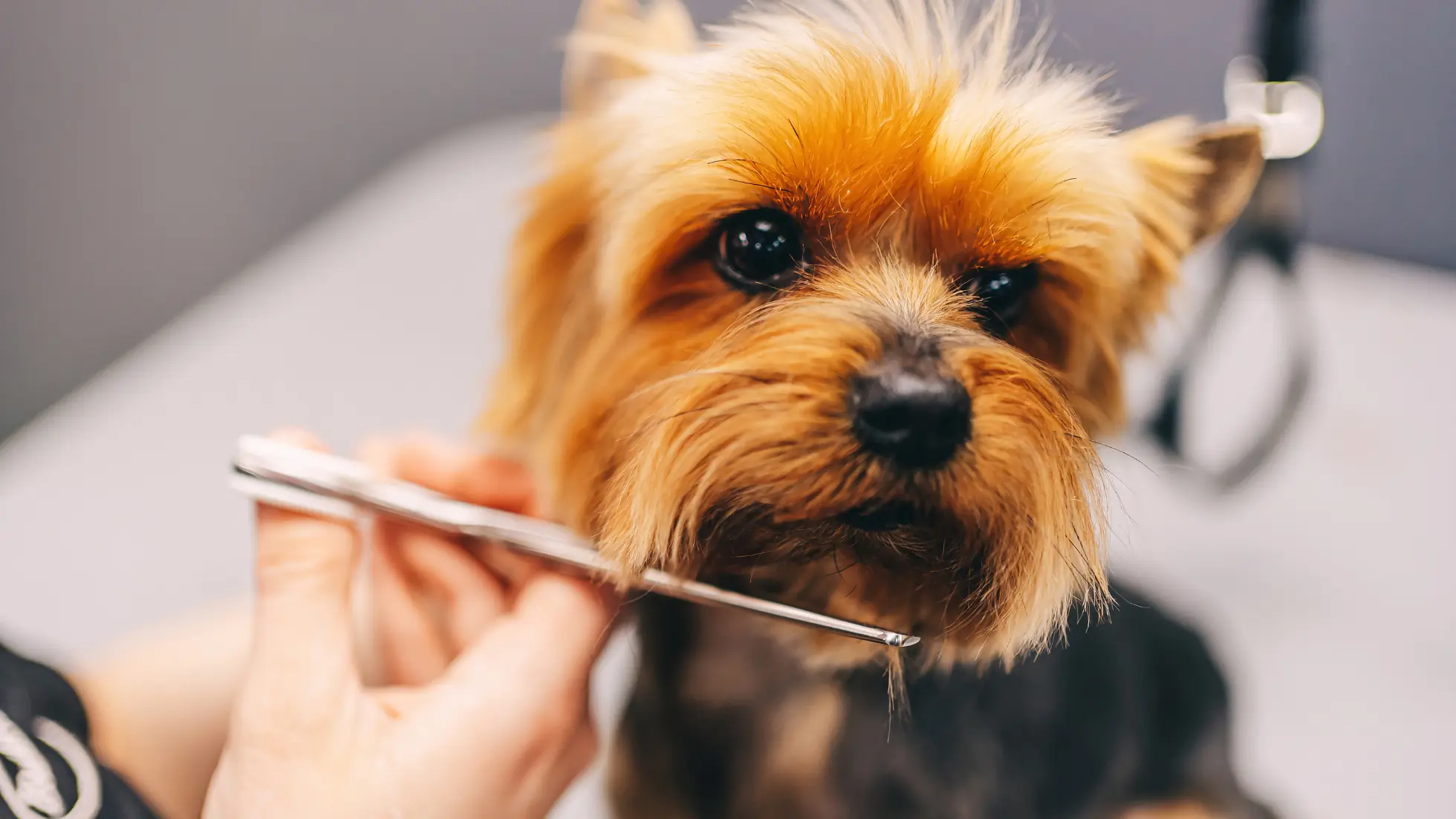 Start your Pet Grooming Business in Dubai, UAE - Smart Zones UAE
